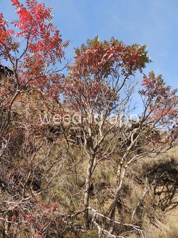 sumac, smooth